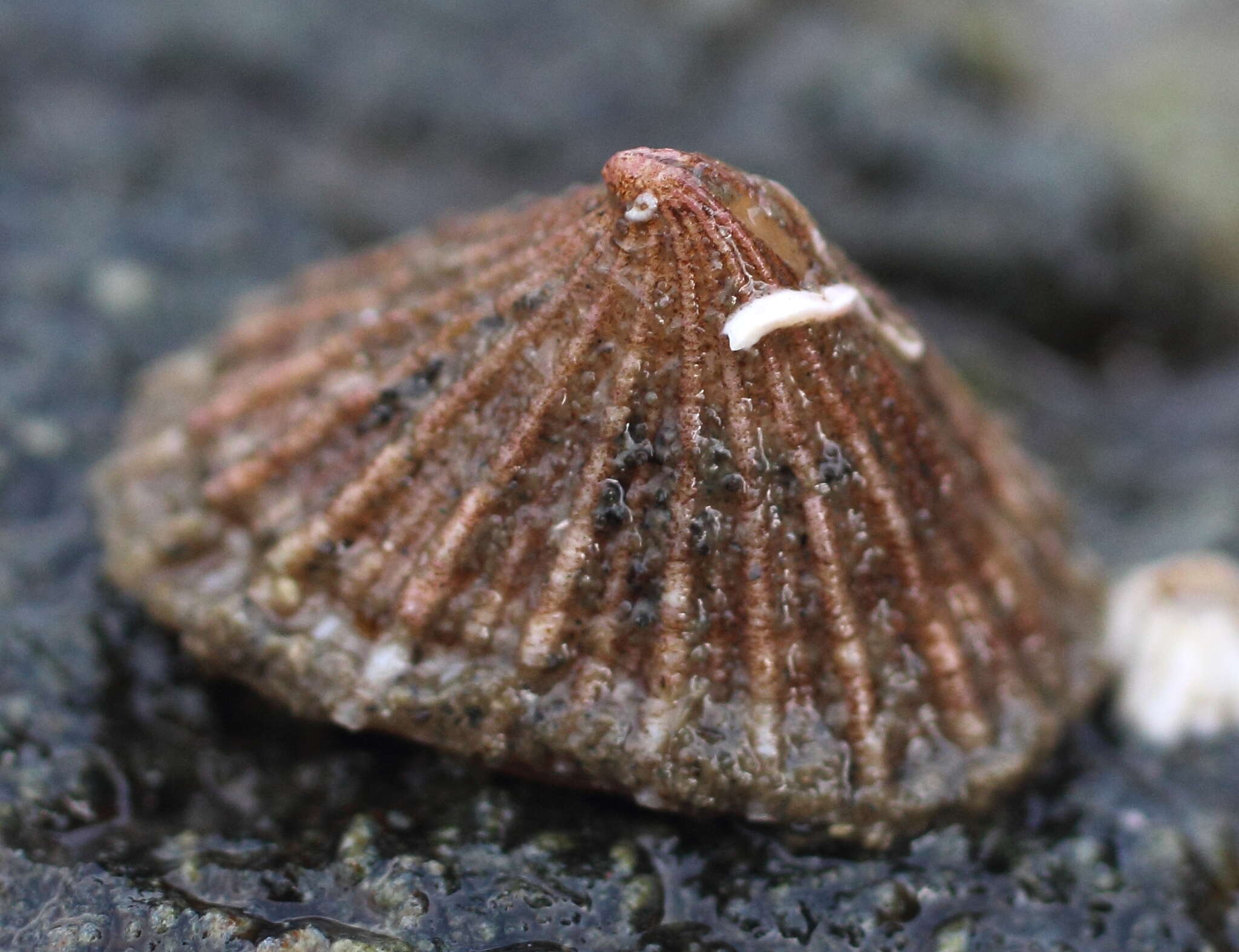 Image of Puncturella multistriata Dall 1914