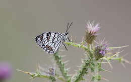 Image of Melanargia ines Hoffmannsegg 1804