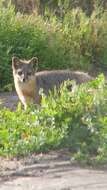 Image of California Channel Island Fox