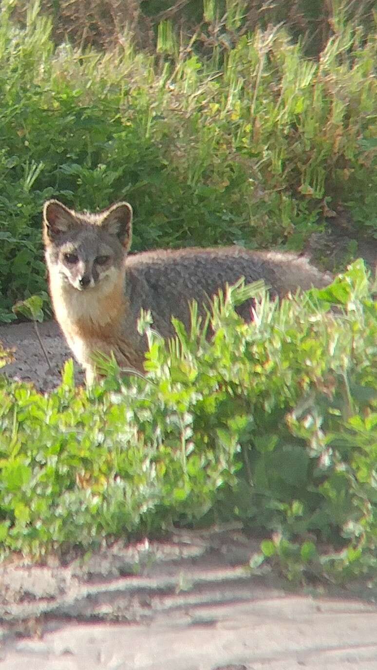 Image de Renard gris insulaire