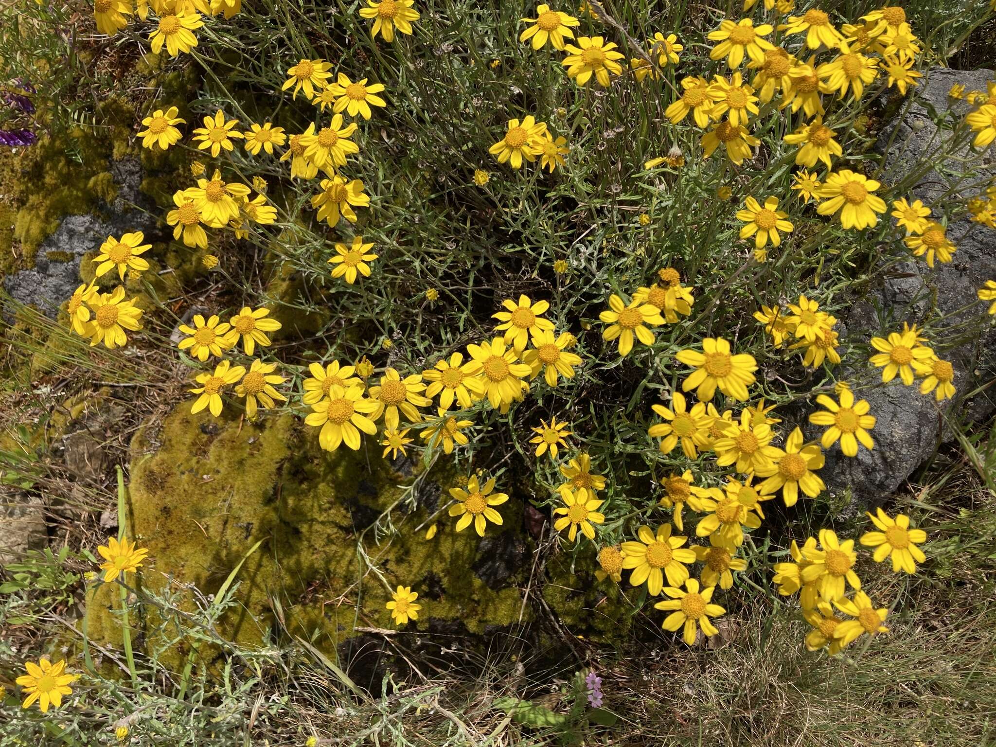 Plancia ëd Eriophyllum lanatum var. leucophyllum (DC.) W. R. Carter