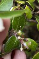 Plancia ëd Arctostaphylos nummularia subsp. nummularia