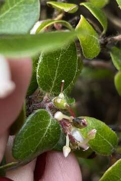 Plancia ëd Arctostaphylos nummularia subsp. nummularia