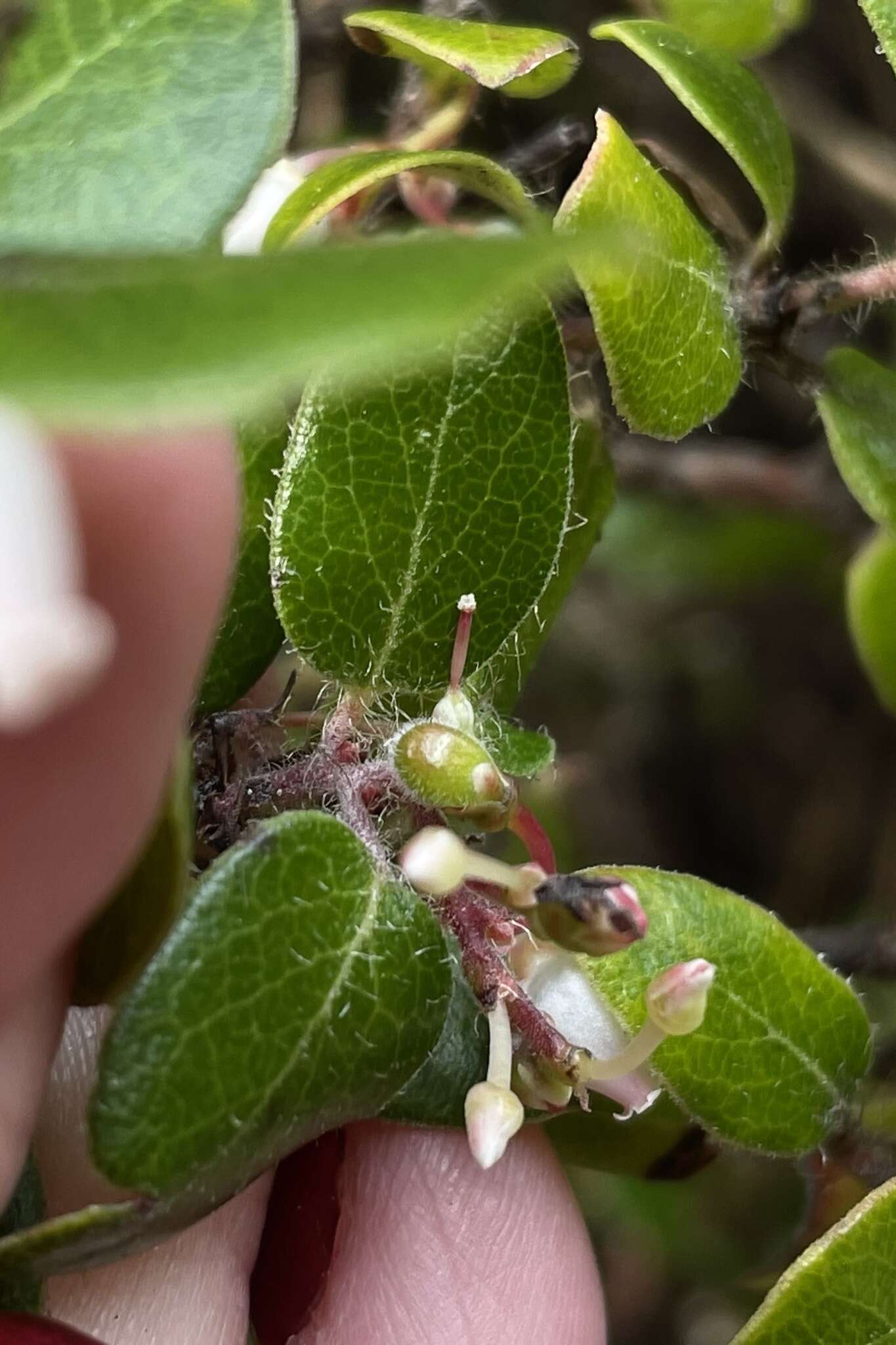 Plancia ëd Arctostaphylos nummularia subsp. nummularia