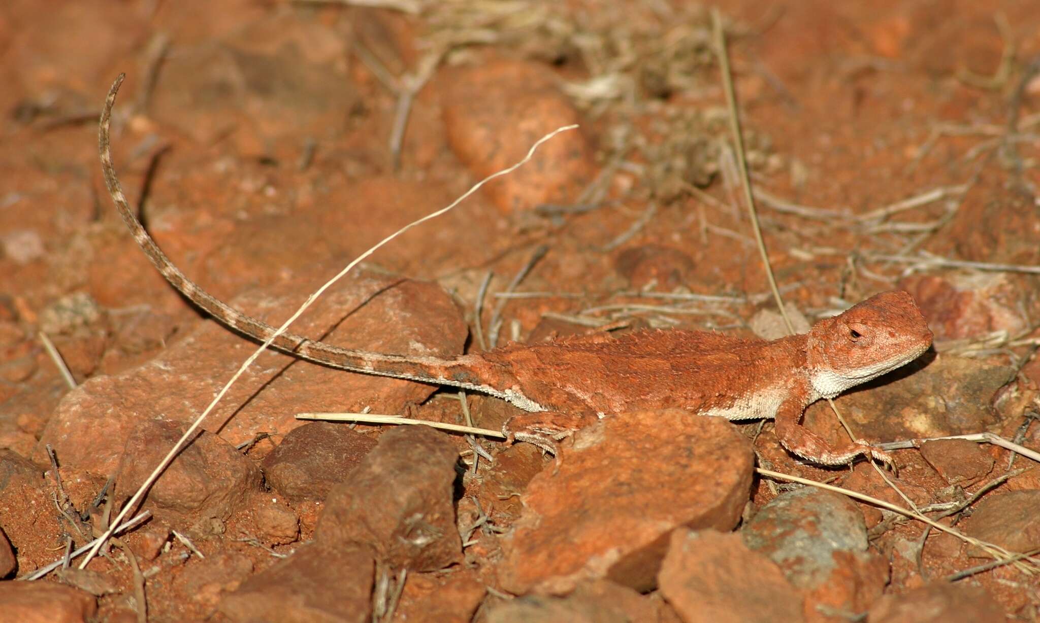 Plancia ëd Tympanocryptis centralis Sternfeld 1925