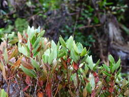 Image de Metrosideros robusta A. Cunn.