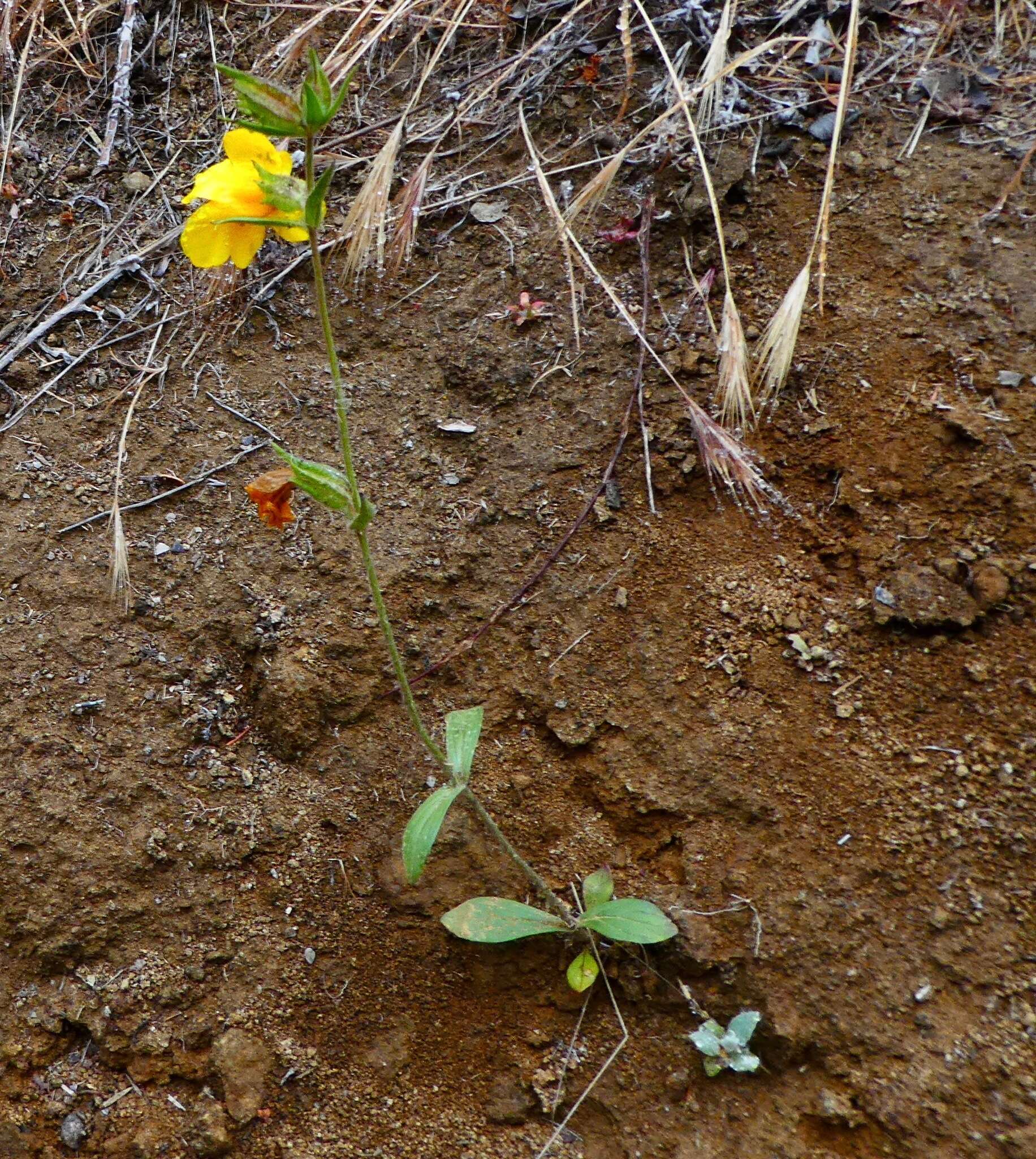 Plancia ëd Diplacus brevipes (Benth.) G. L. Nesom