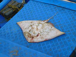 Image of Longtail Butterfly Ray