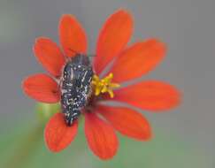 Image of Acmaeodera mudgei Westcott 2002