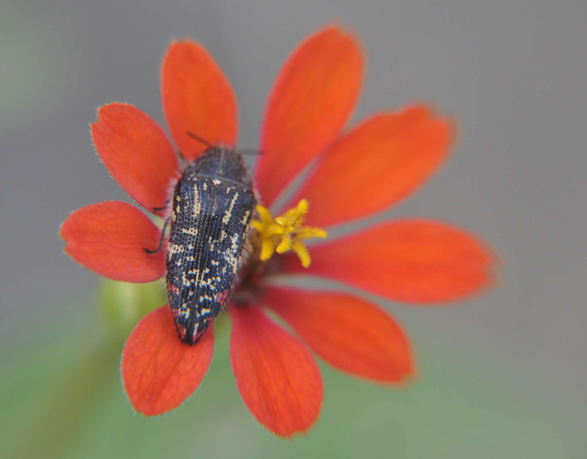 Image of Acmaeodera mudgei Westcott 2002