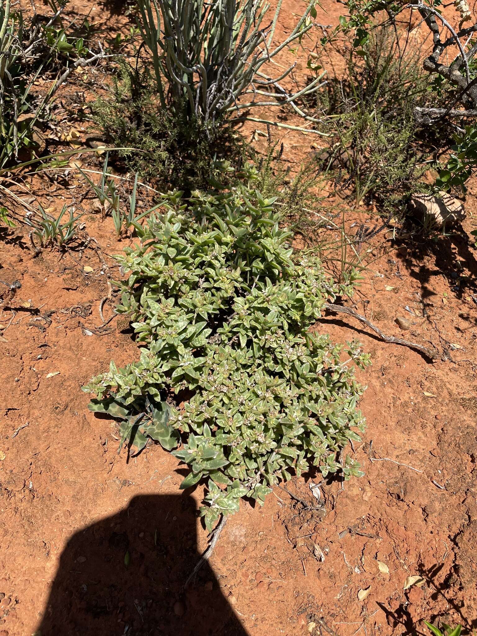 Image of Delosperma uitenhagense L. Bol.