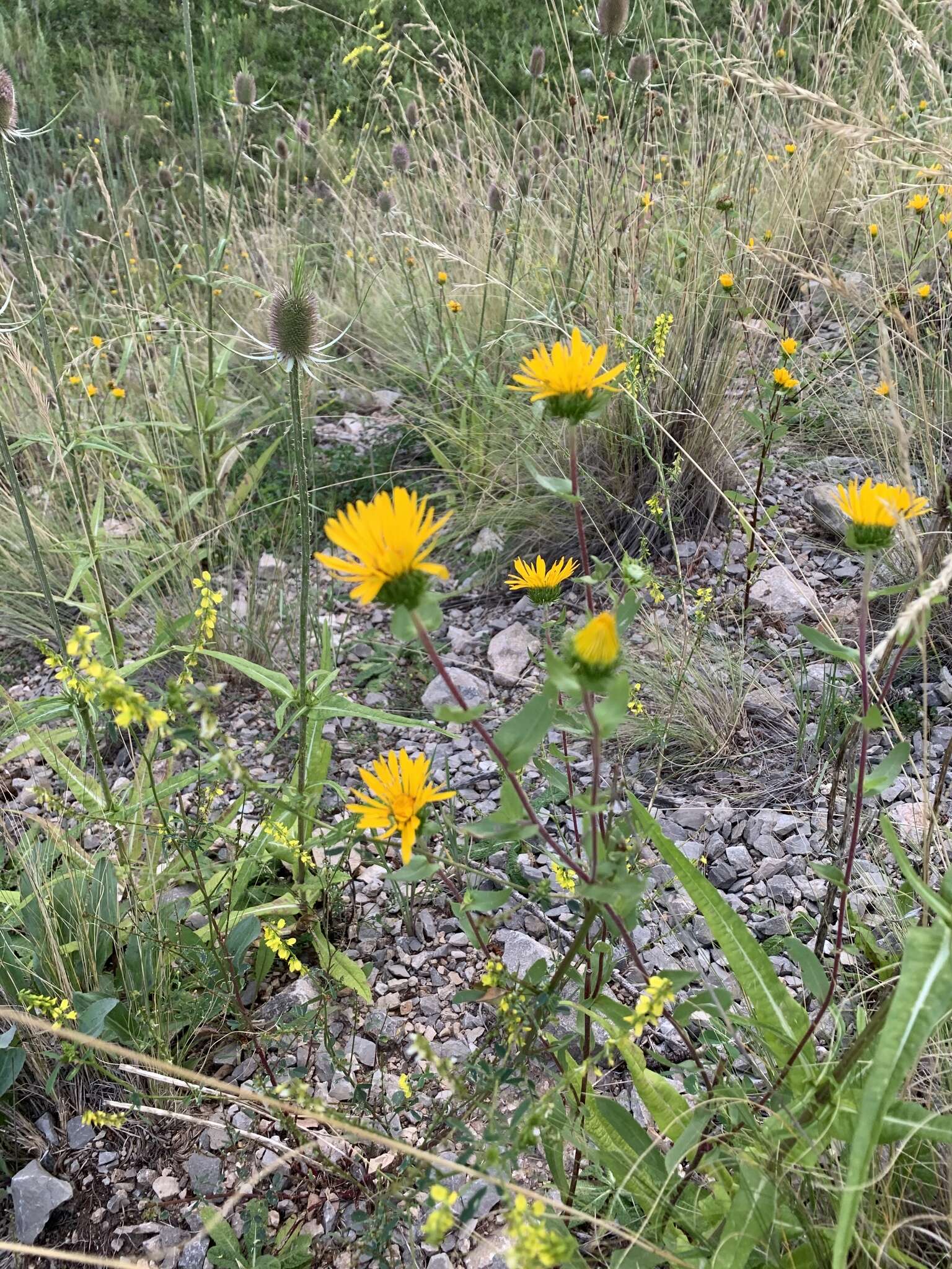 Image of rough gumweed