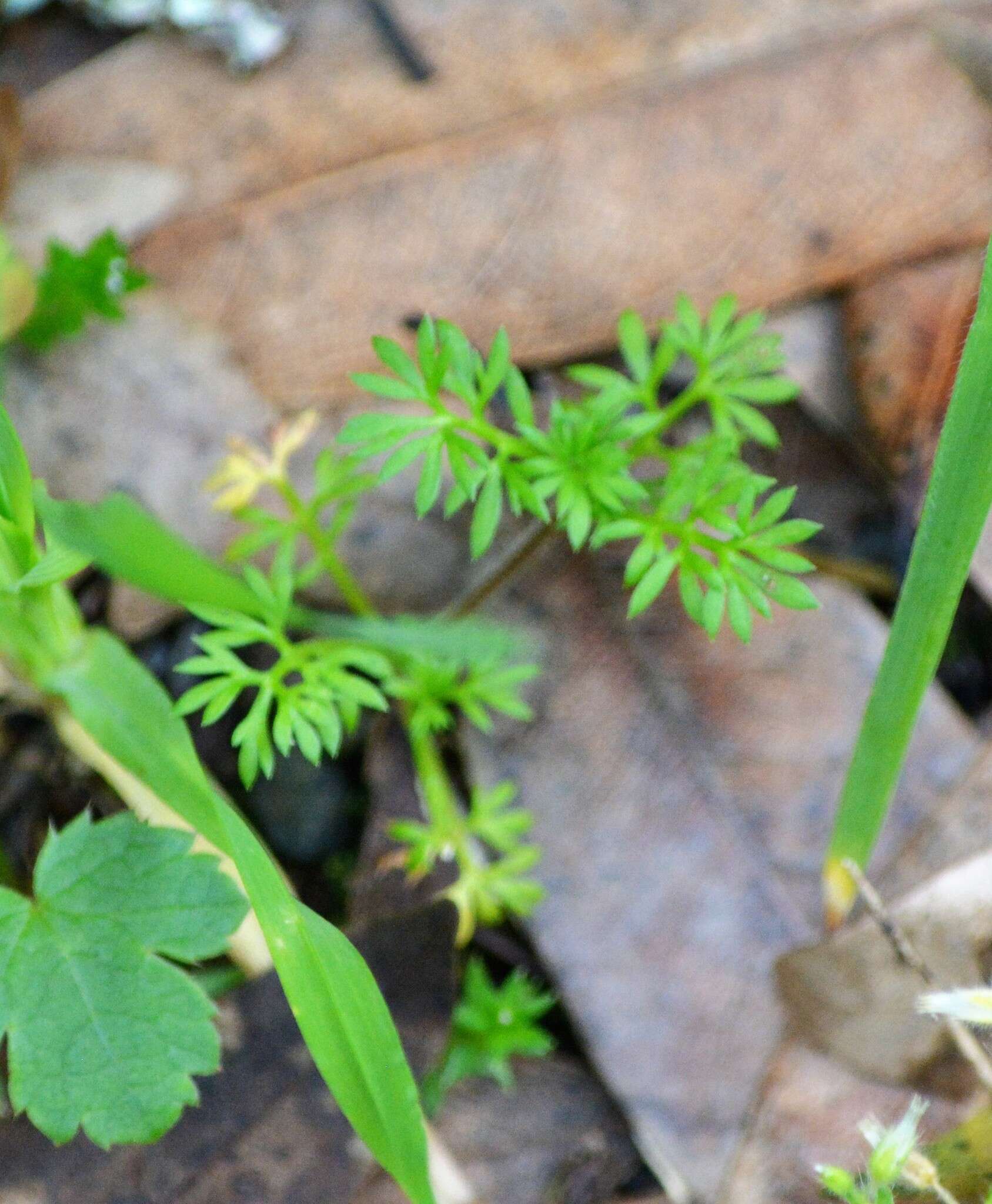 Image of field burrweed