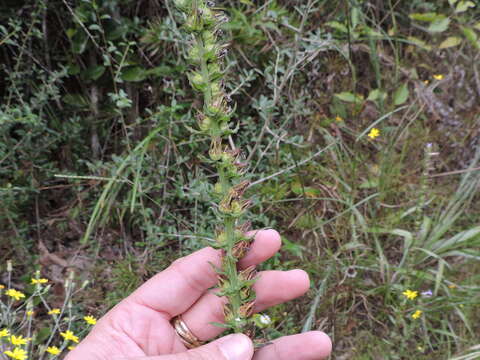 Image of downy lobelia