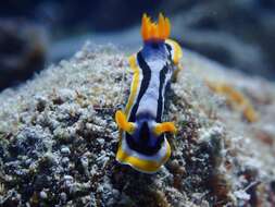 Image of Chromodoris annae Bergh 1877