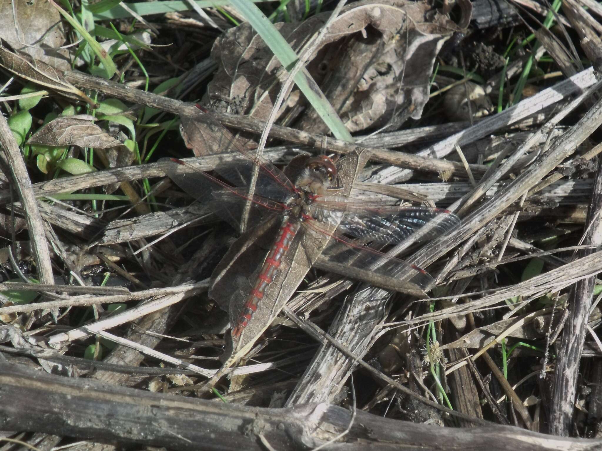 Image of Variegated Meadowhawk