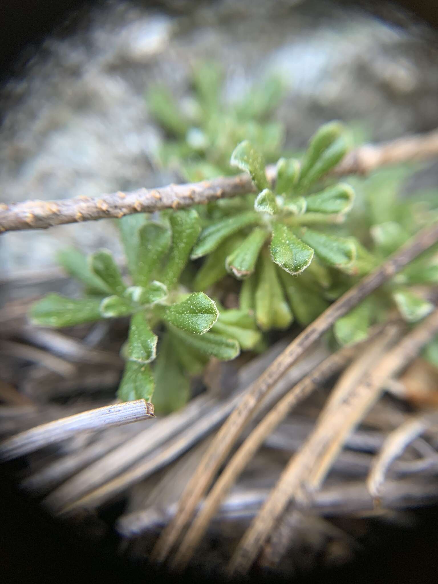 Image de Antennaria suffrutescens Greene