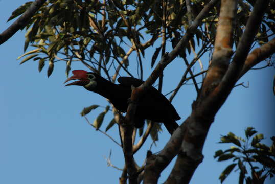 Image of Rufous-headed Hornbill