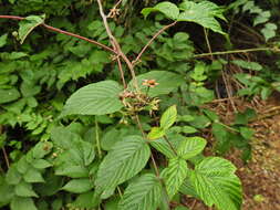 Image de Rubus cockburnianus Hemsl.