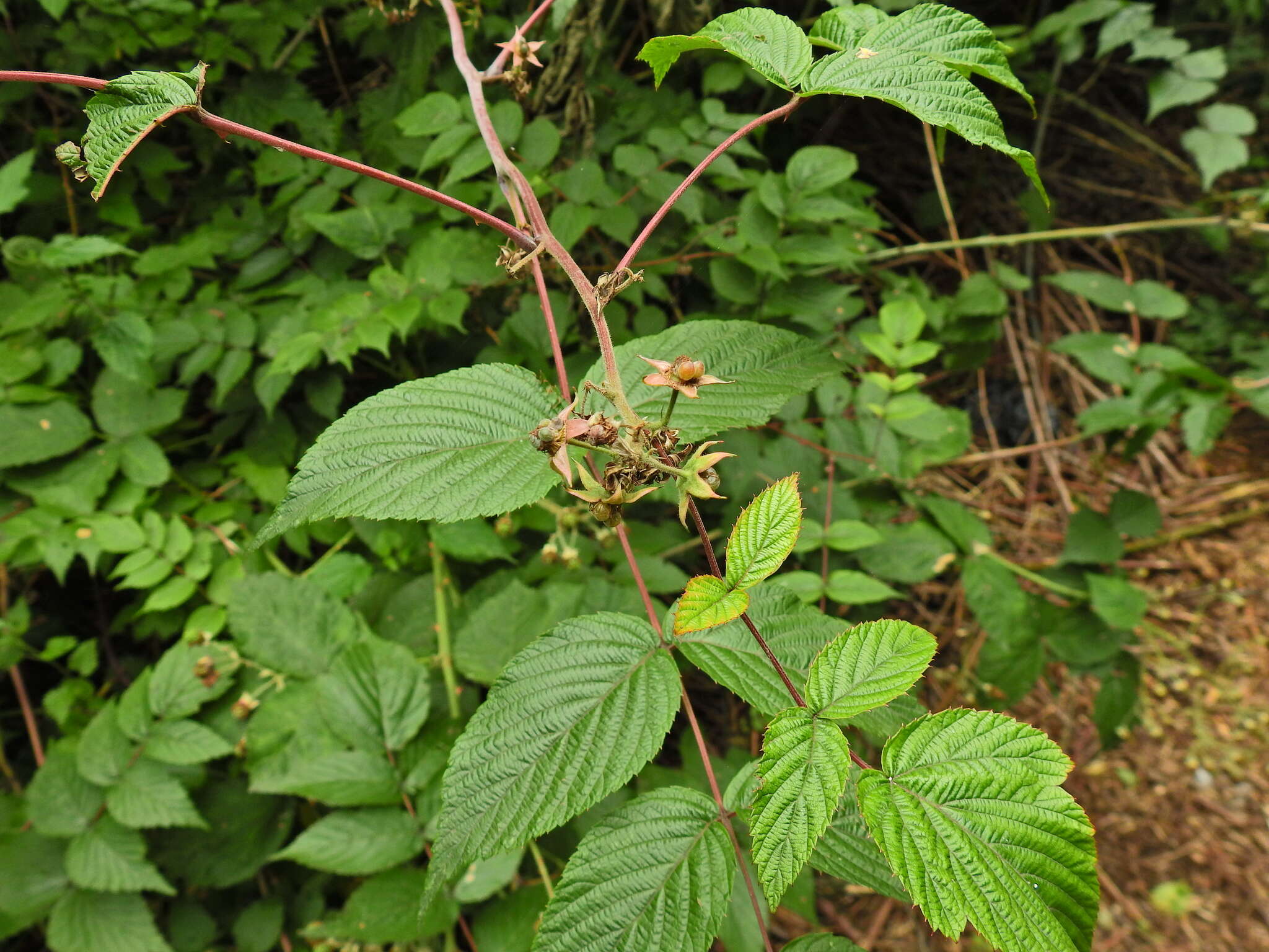 Слика од Rubus cockburnianus Hemsl.