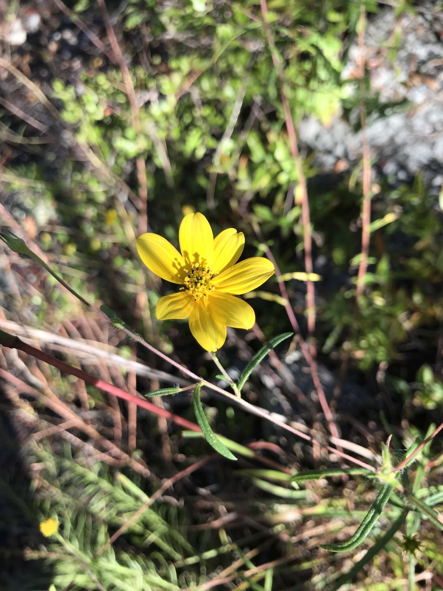 Sivun Helianthus porteri (A. Gray) J. F. Pruski kuva