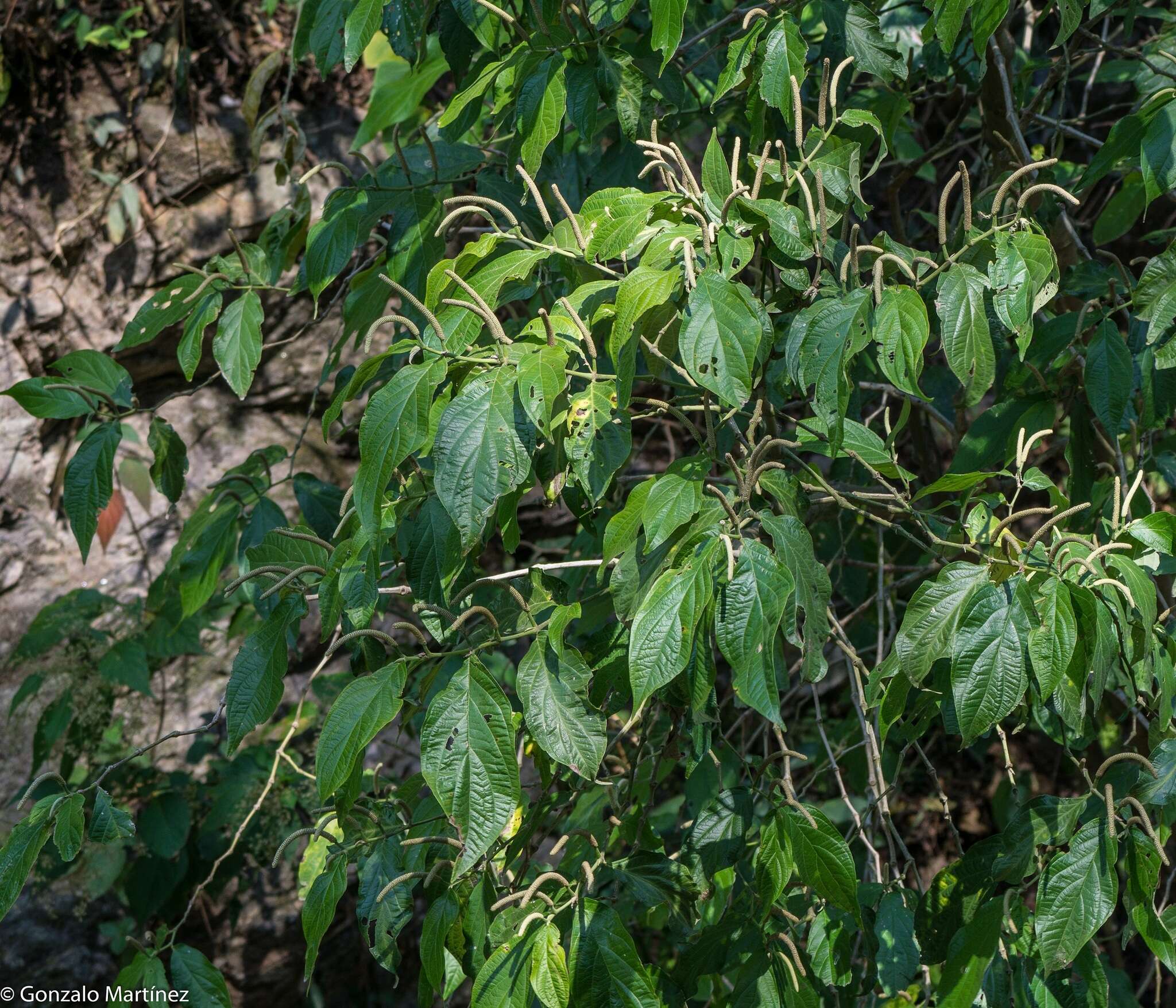 Image of Piper hieronymi C. DC.