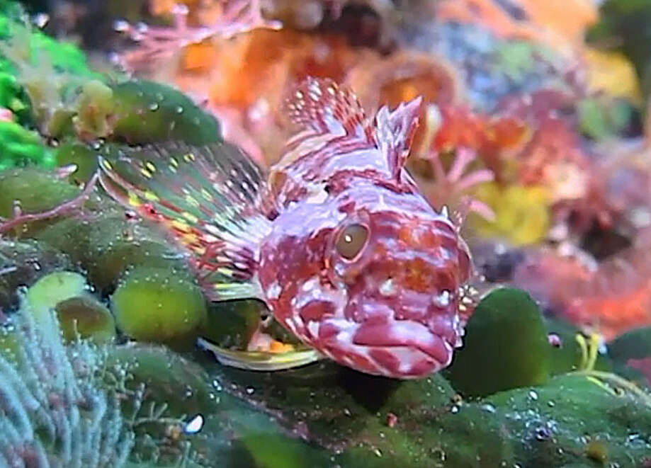 Image of New Zealand Scaly-headed Triplefin