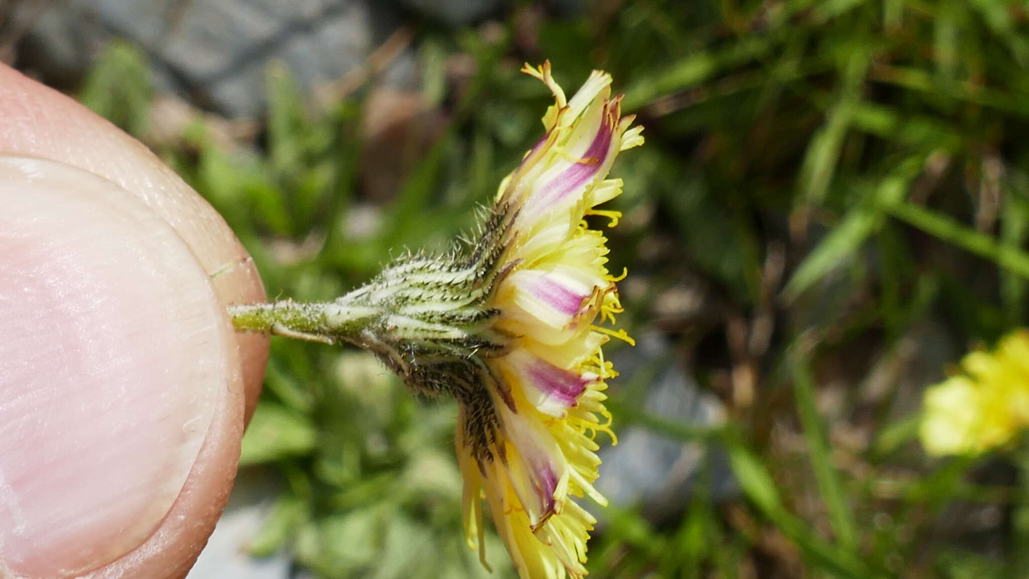 Image of Pilosella lactucella subsp. nana (Scheele) M. Lainz