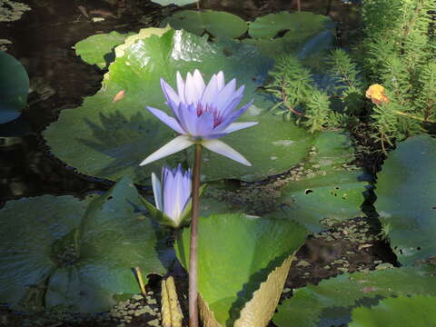 Imagem de Nymphaea elegans Hook.