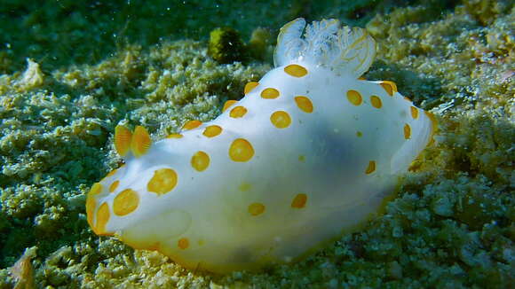 Image of Red spotted fat white slug