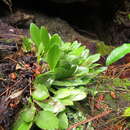 Слика од Stelis rufobrunnea (Lindl.) L. O. Williams