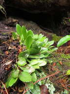 Image of Stelis rufobrunnea (Lindl.) L. O. Williams