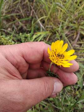 Image of Tragopogon dasyrhynchus Artemczuk