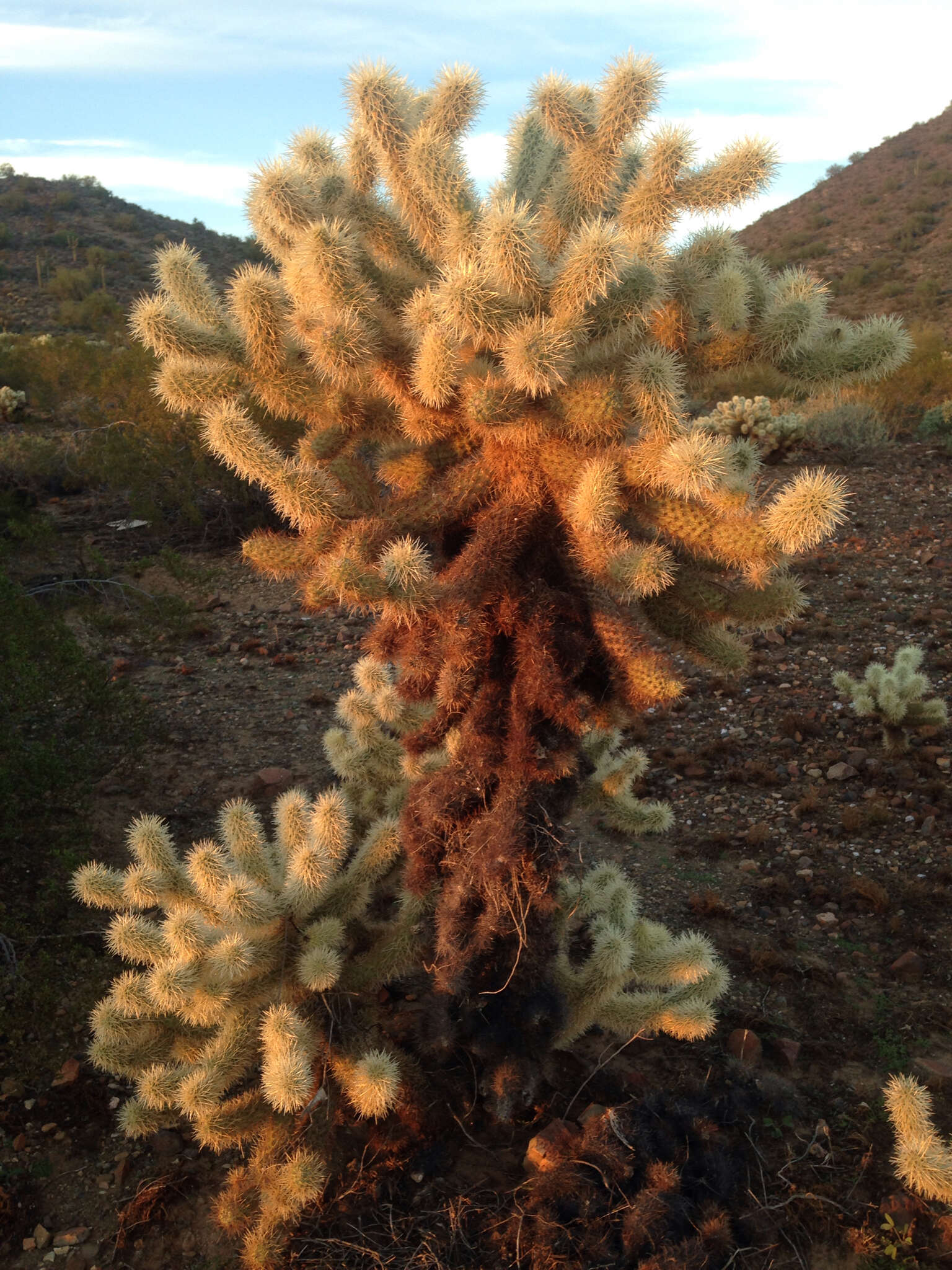 Image of teddybear cholla