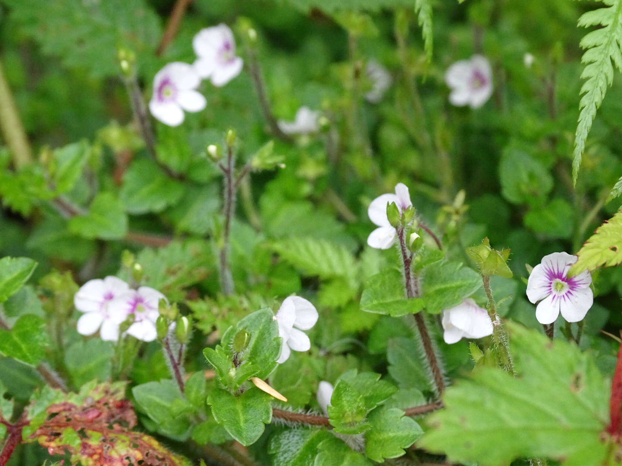 Image of Veronica oligosperma Hayata