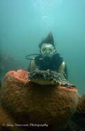 Image of Ornate Wobbegong