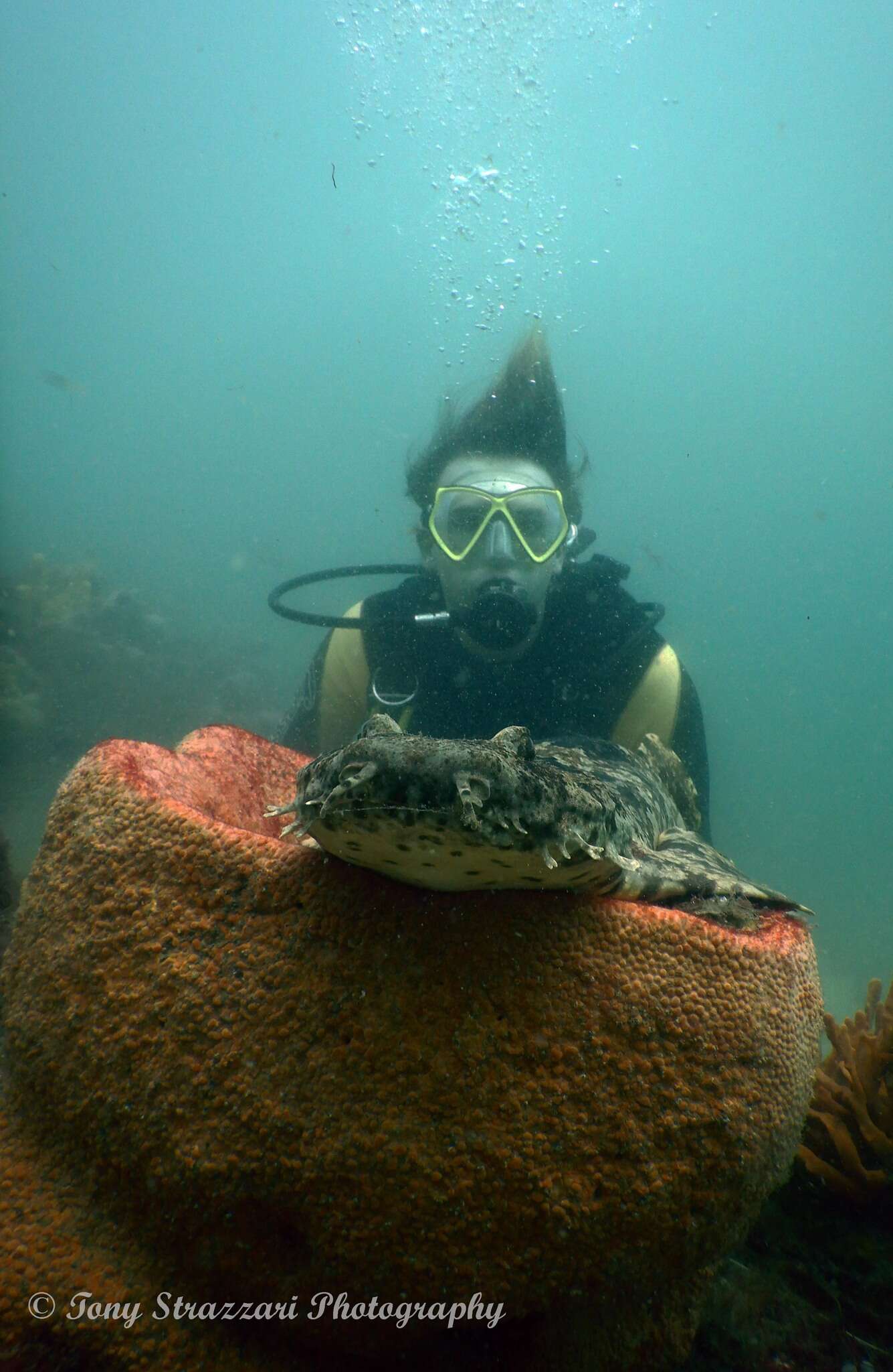 Image of Ornate Wobbegong