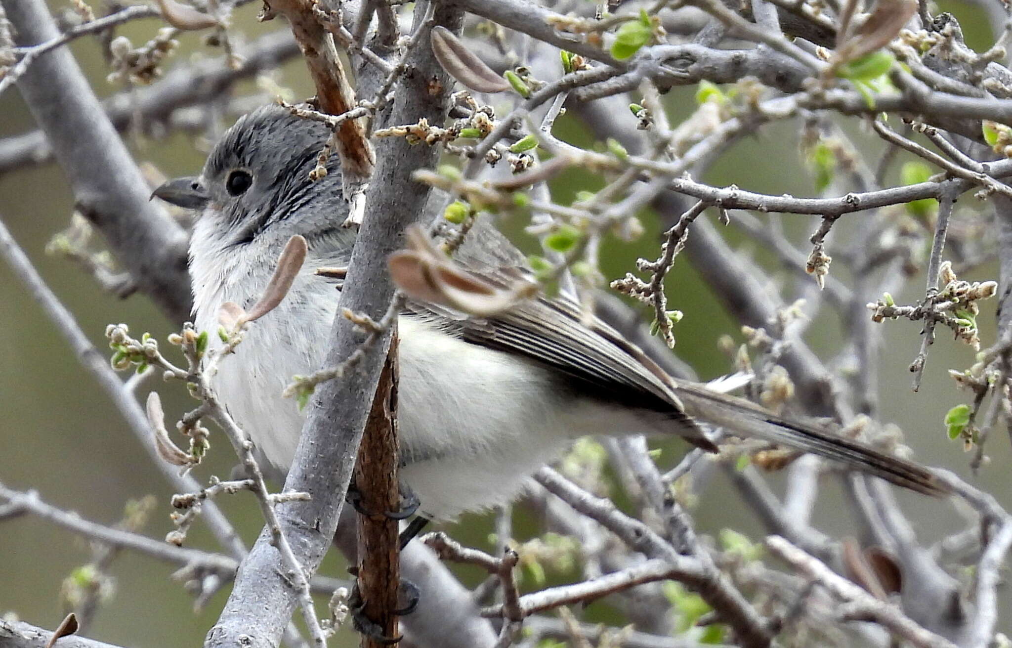 Слика од Vireo vicinior Coues 1866