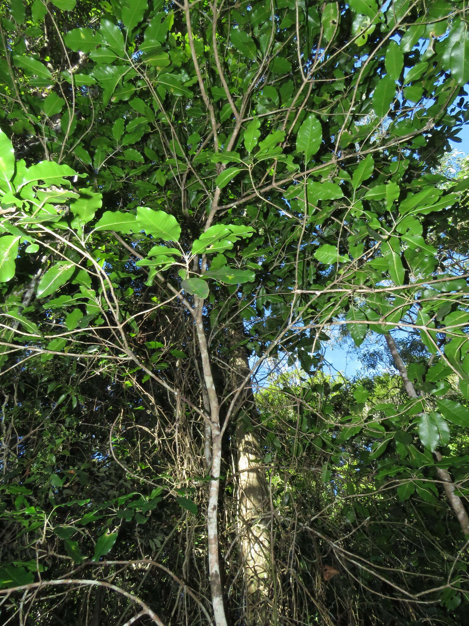 Image of Sarcomelicope simplicifolia (Endl.) T. G. Hartley