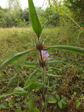 Image of Hygrophila schulli (Buch.-Ham.) M. R. Almeida & S. M. Almeida