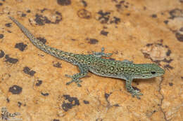 Lygodactylus ocellatus Roux 1907 resmi