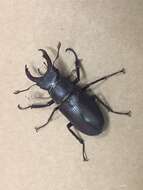 Image of Stag beetle