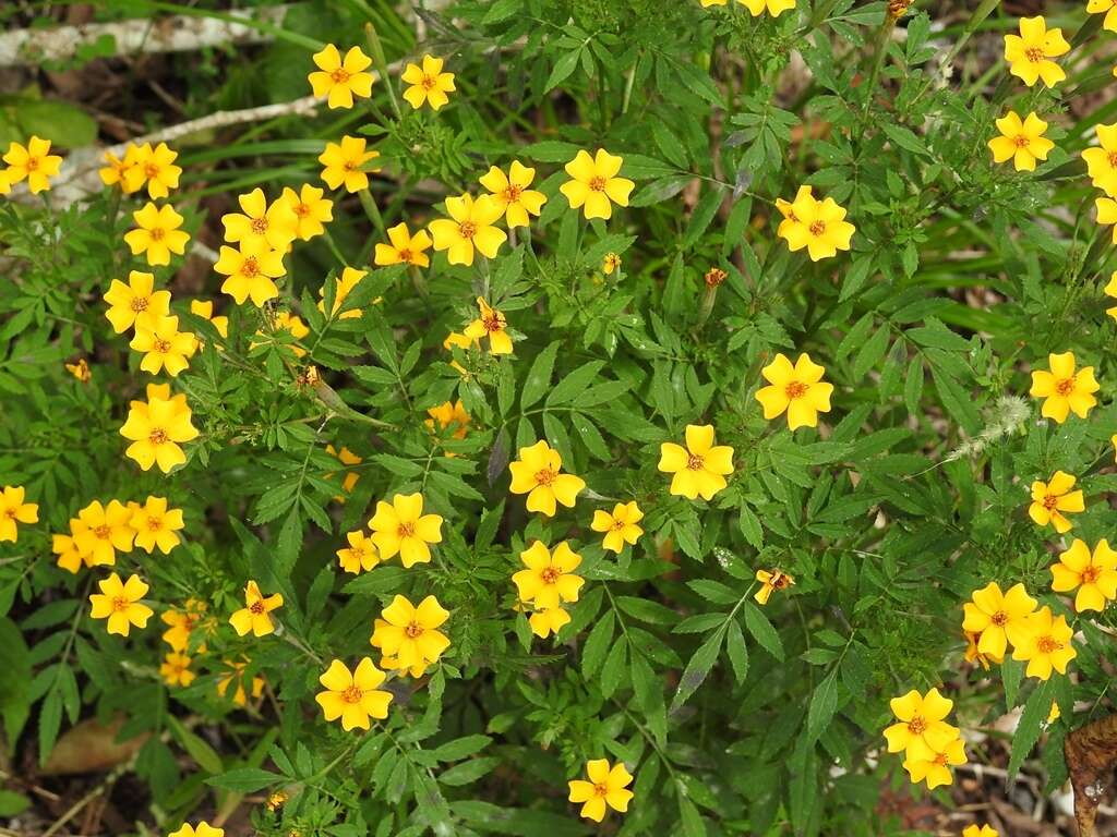 Tagetes tenuifolia Cav. resmi