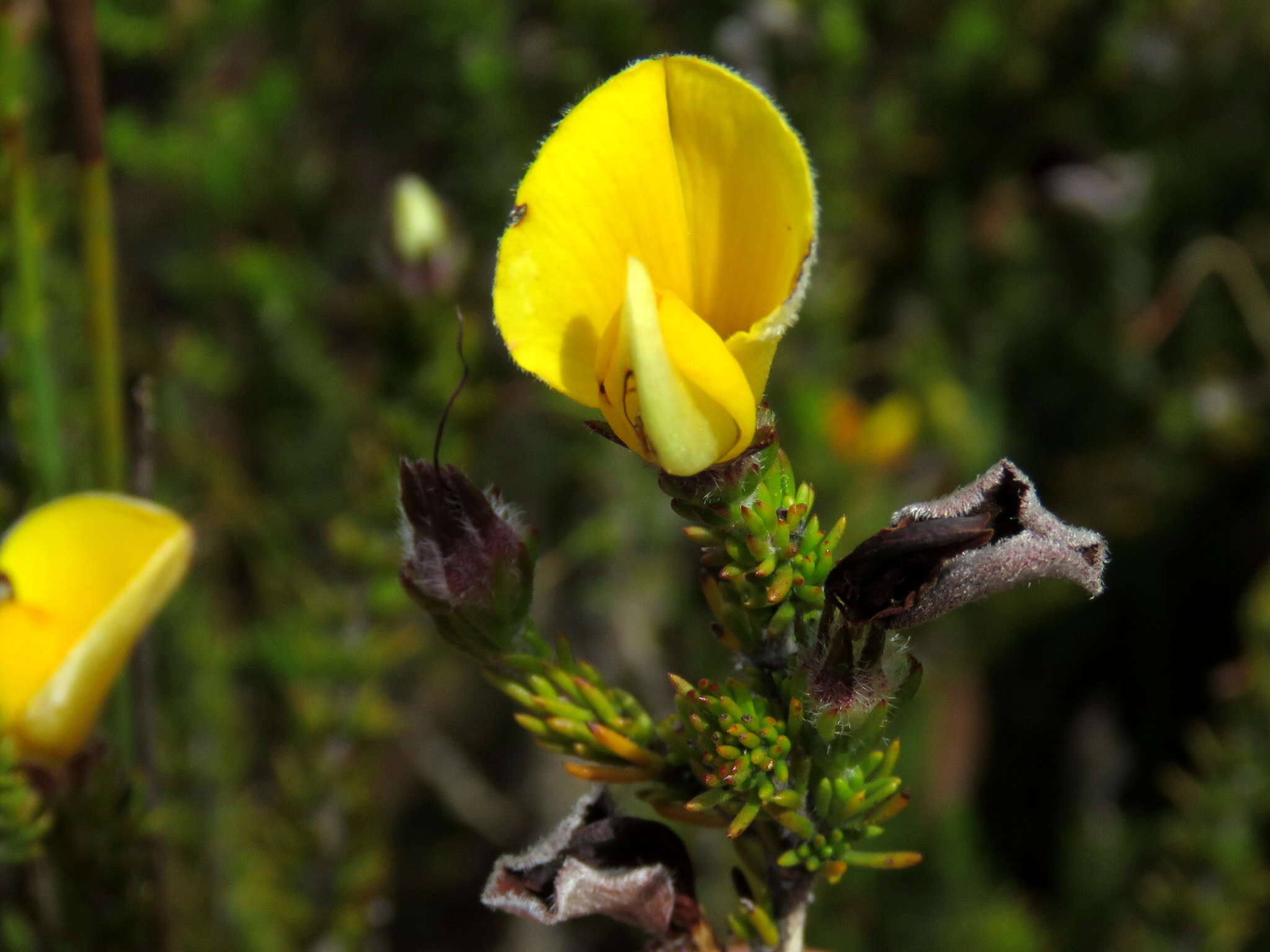 Plancia ëd Aspalathus linguiloba R. Dahlgren