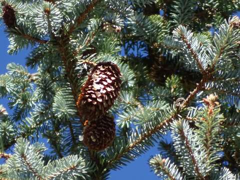 Image of blue spruce