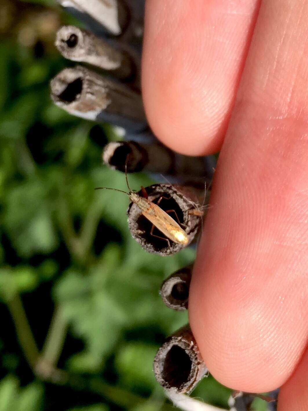 Sivun Paromius gracilis (Rambur 1839) kuva