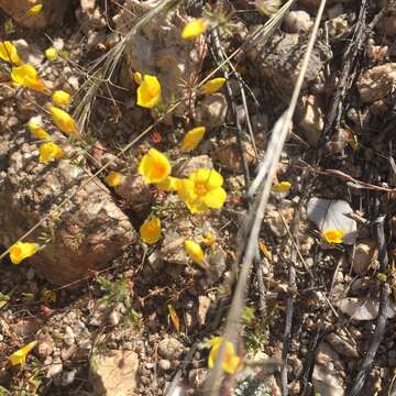 Image of golden linanthus