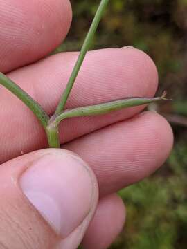 Image of coastal plain angelica