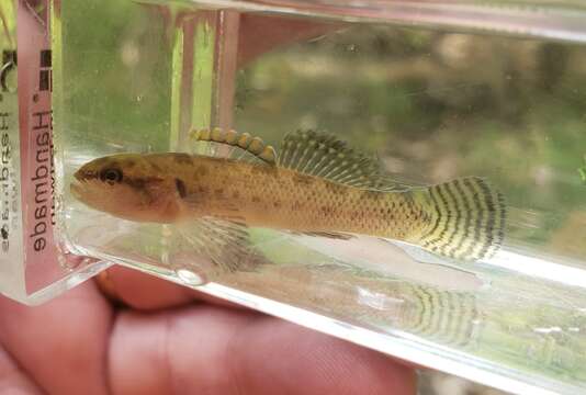 Image of Stripetail darter