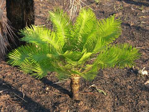 Image of Cycas armstrongii Miq.